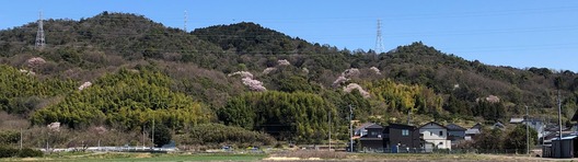 楽田山のサクラ