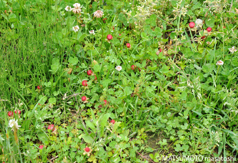 MM-20090516-05
