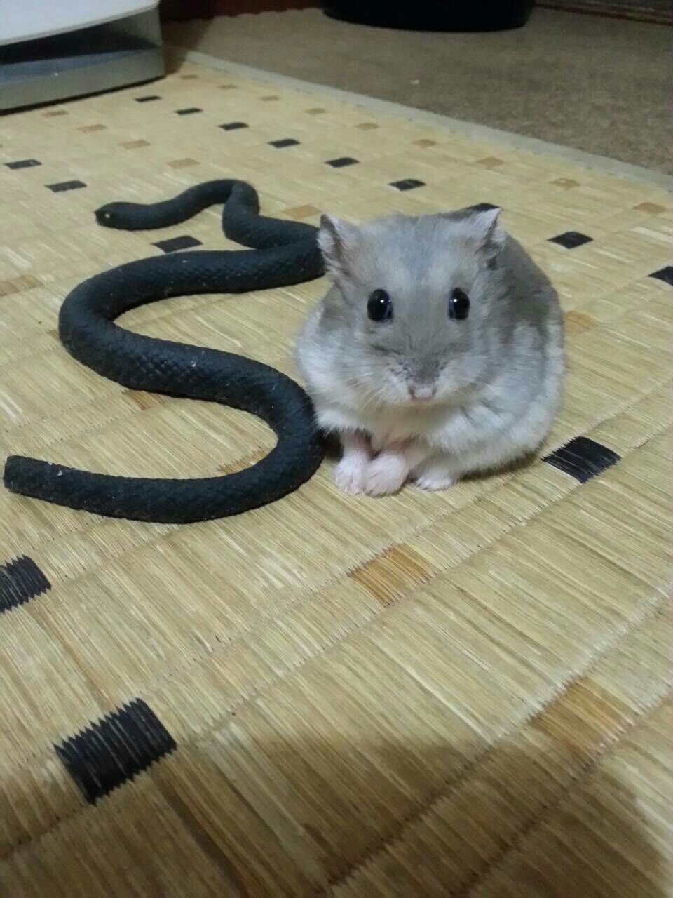 ハムスター大福 霜月ちゃんのくだらん日常 ハムスター大福 霜月ちゃんのくだらん日常