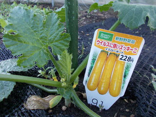 DSCN7173