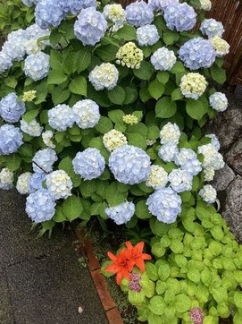 ajisai-001