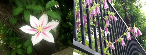 IMG_0338-1