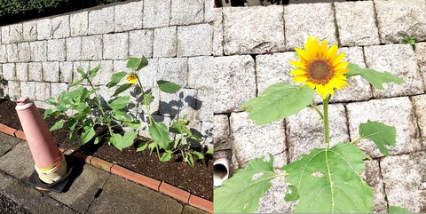 IMG_20210915_091007-1