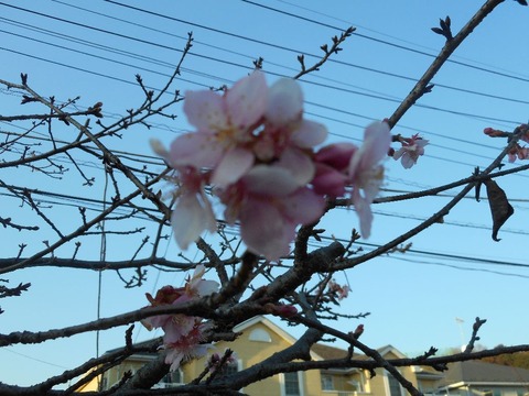 DSCN0717