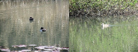 IMG_0454-1