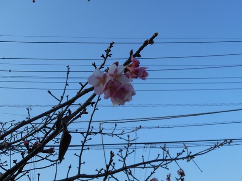 DSCN0716