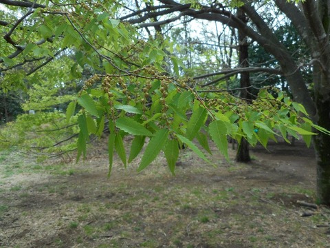 DSCN0984