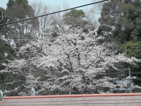 DSCN1337