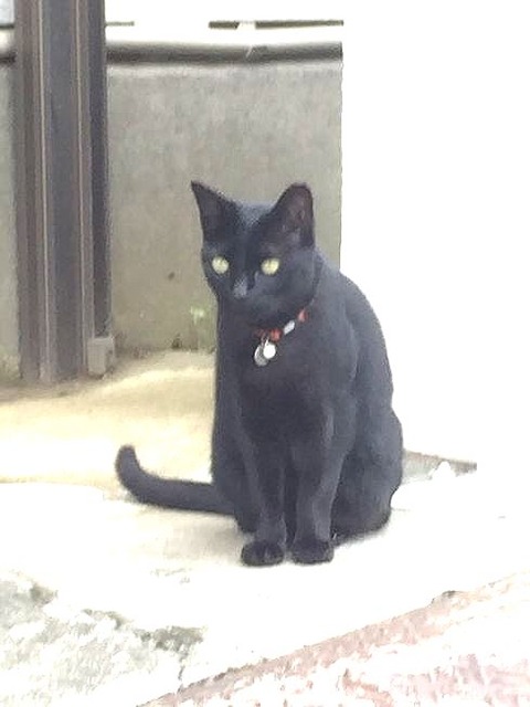 近所猫２
