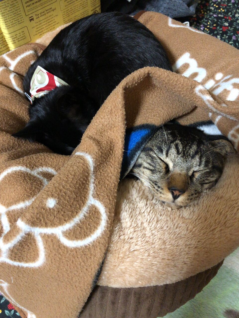 ラブリー寝顔 可愛い猫 最高の動物画像 ラブリー寝顔 可愛い猫 最高の動物画像