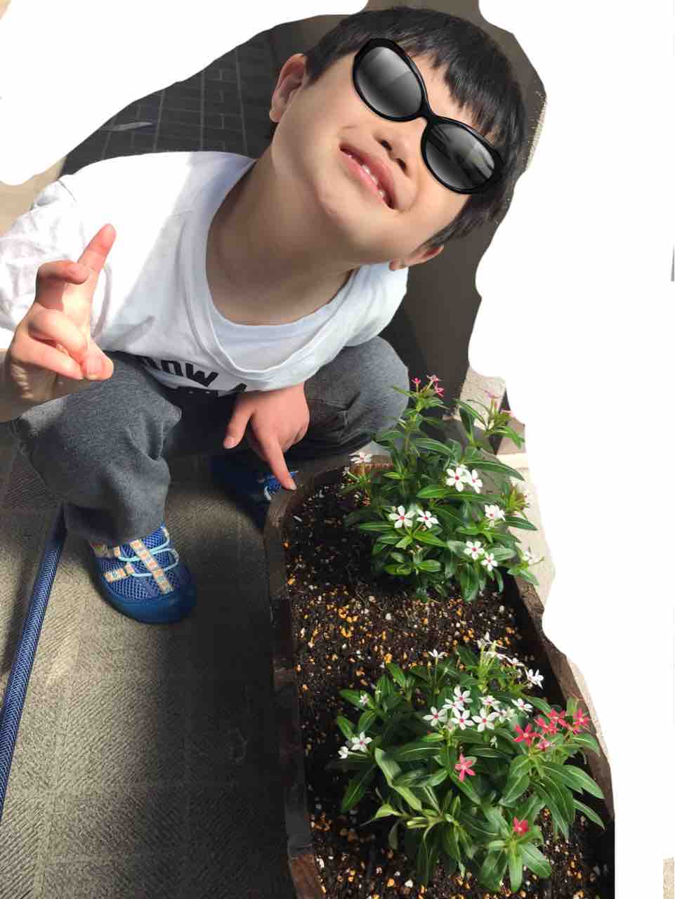 ベランダガーデニング はじめての寄せ植え もえもえ日記