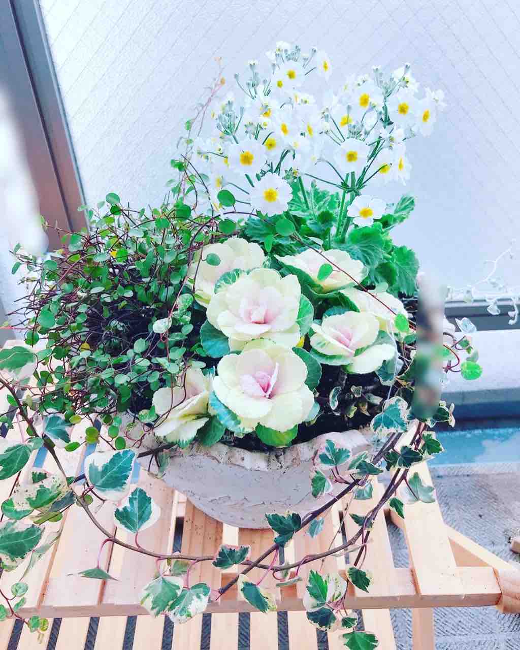 22年お正月の寄せ植え もえもえ日記 22年お正月の寄せ植え もえもえ日記