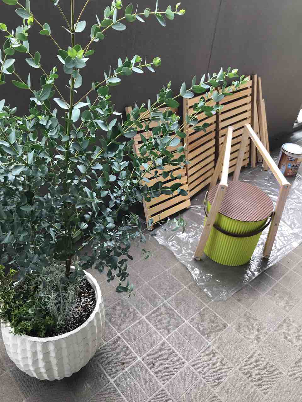 ベランダガーデニング 木陰の女王とシダ様 もえもえ日記 ベランダガーデニング 木陰の女王とシダ様 もえもえ日記