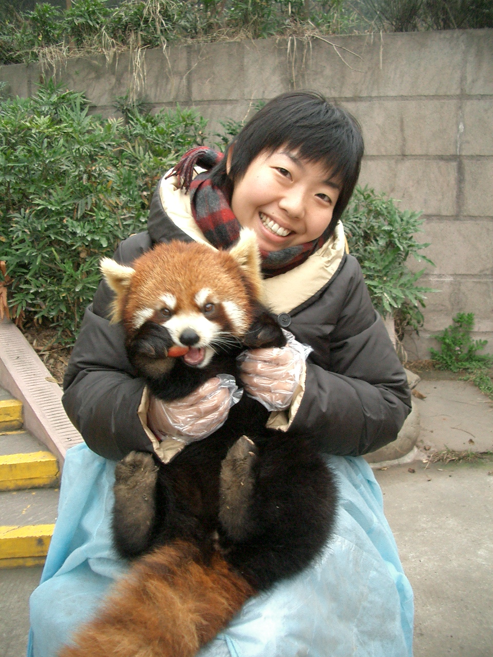 成都熊猫生態公園 レッサーパンダ編 悠々自適
