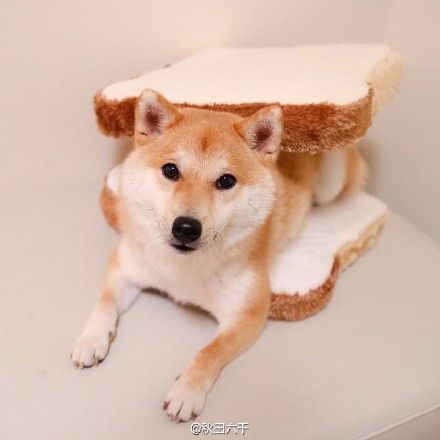 食パンにはまった柴犬 中国の反応 燃えろ China 中国の反応