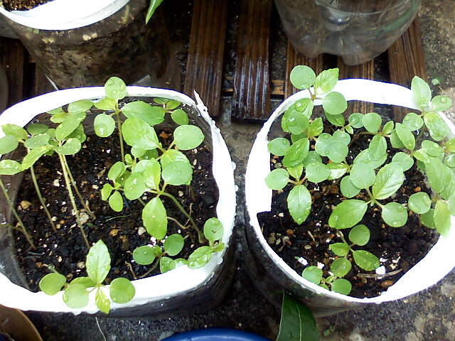 間引き菜は危険 東京ニョキワサ物語