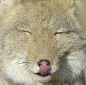 画像 チベットスナギツネとかいうネッコみたいなモフモフ おっさん感がwww もっふるちゃんねる