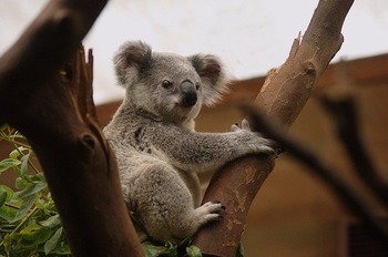 koala-3055832_640