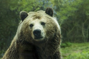 bear-1245807_640