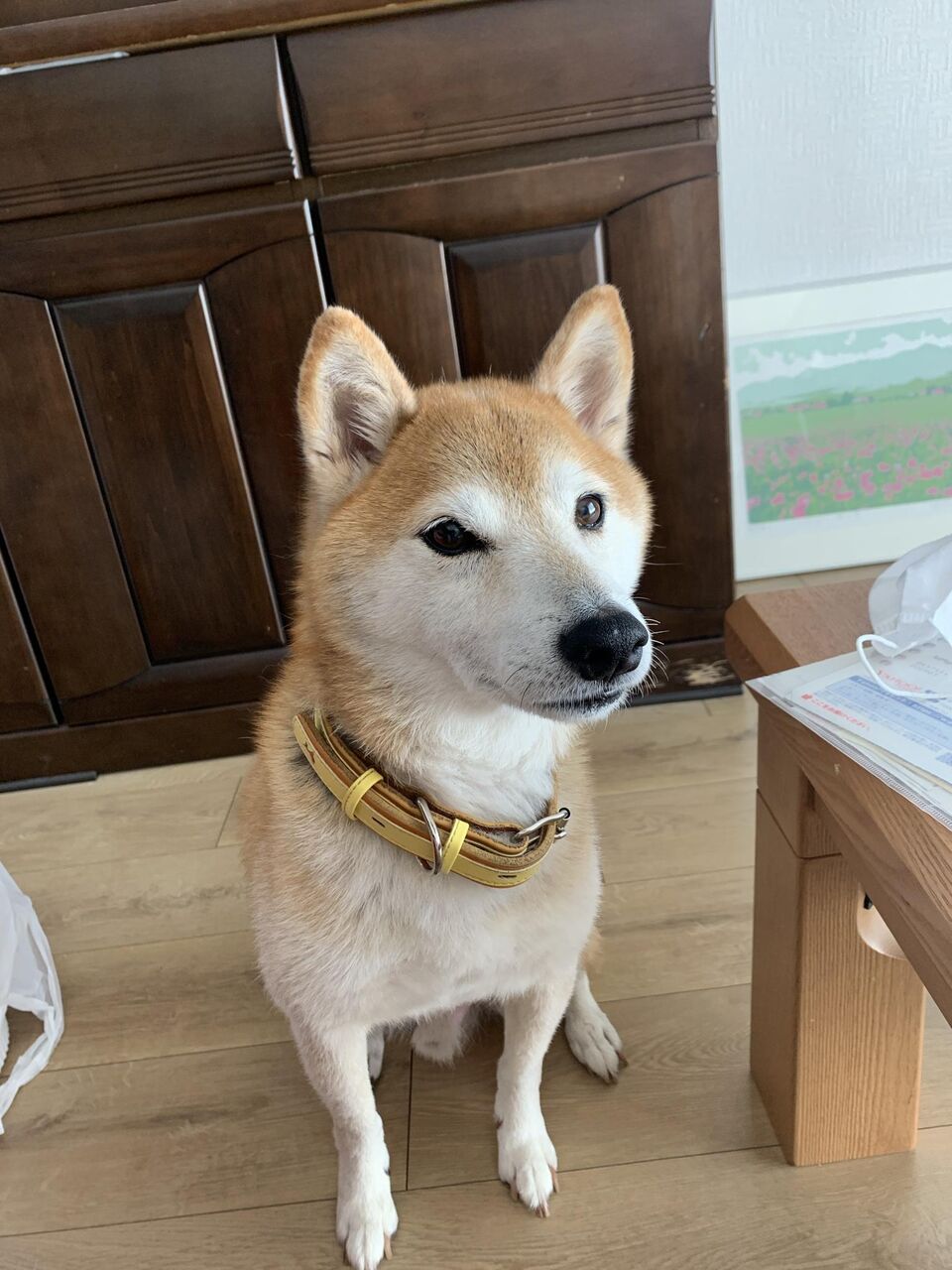 画像 わいの柴イッヌ かわいいwwww もっふるちゃんねる 画像 わいの柴イッヌ かわいいwwww もっふるちゃんねる