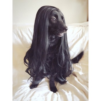 画像多め 甲斐犬 コーギー ほぼほぼ 熊だったwwww もっふるちゃんねる 画像多め 甲斐犬 コーギー ほぼほぼ 熊だったwwww もっふるちゃんねる
