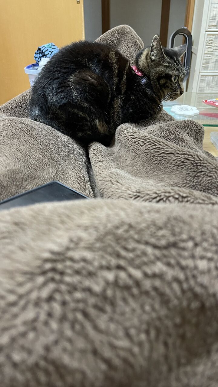 【画像】猫のせいで立てない…1時間どいてくれんwww もっふるちゃんねる 【画像】猫のせいで立てない…1時間どいてくれんwww もっふるちゃんねる