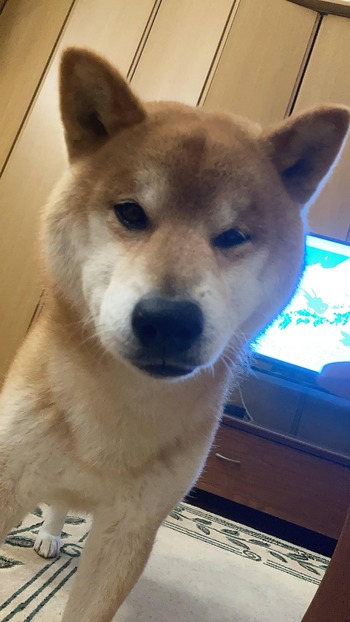 悲報 ペットの動物 そのほとんどが人間のせいで童貞のまま一生を終えるｗｗｗｗｗｗｗｗｗｗｗｗｗｗｗｗｗｗｗｗｗｗ みゃおーん