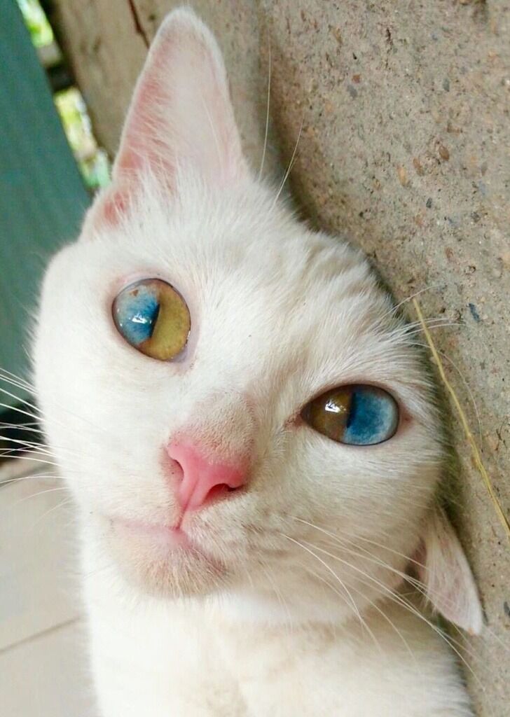 ねこ画像 奇跡の瞳を持つ猫さん 美しい瞳に吸い込まれそうww もっふるちゃんねる ねこ画像 奇跡の瞳を持つ猫さん 美しい瞳に吸い込まれそうww もっふるちゃんねる