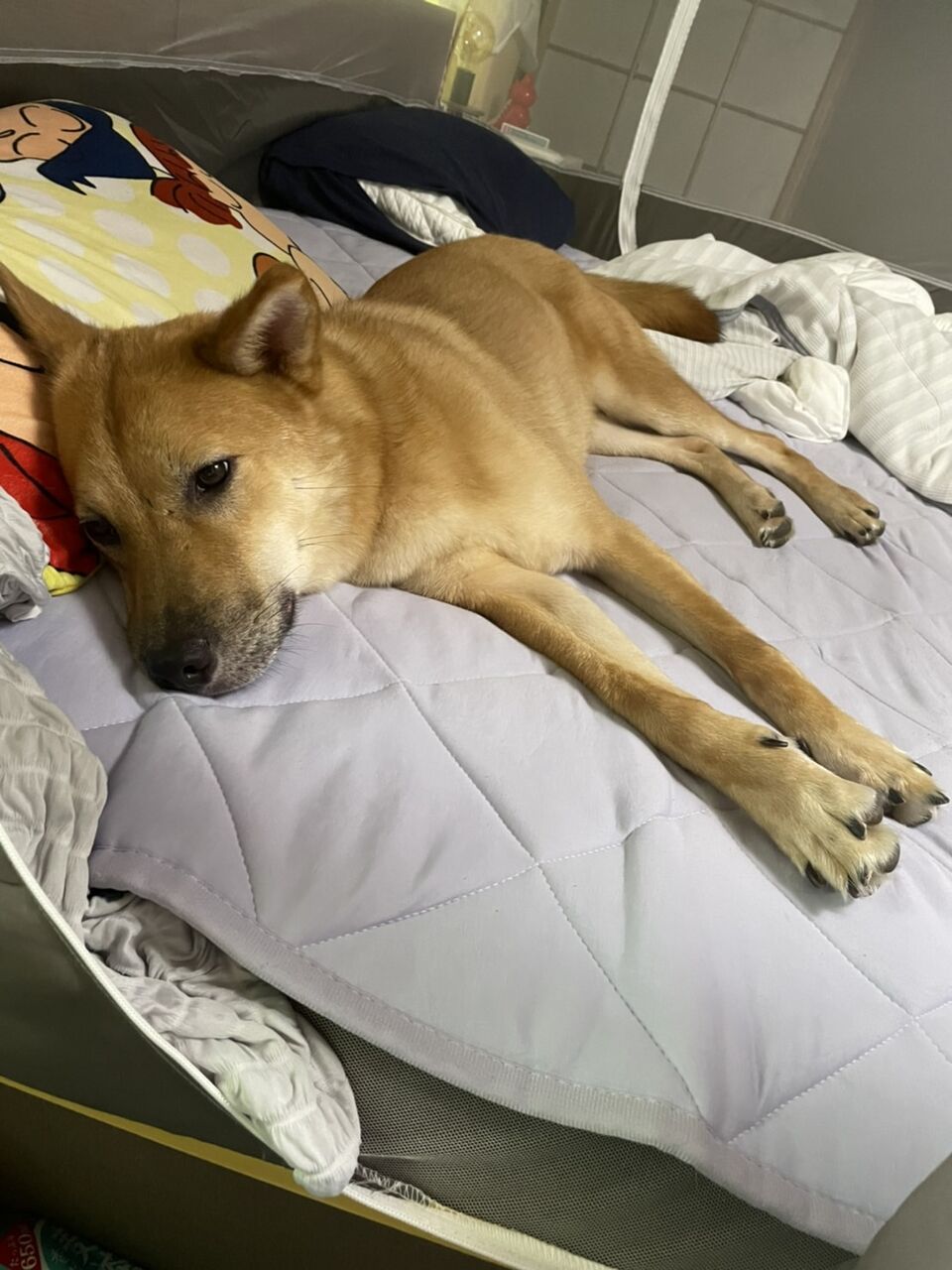 画像 なんjイッヌ飼いたい部www もっふるちゃんねる