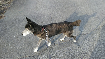 画像多め 甲斐犬 コーギー ほぼほぼ 熊だったwwww もっふるちゃんねる 画像多め 甲斐犬 コーギー ほぼほぼ 熊だったwwww もっふるちゃんねる