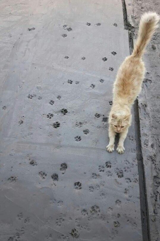 ねこ画像 舗装したてのコンクリートに足跡を残す猫さん これはかわいい現場猫www もっふるちゃんねる