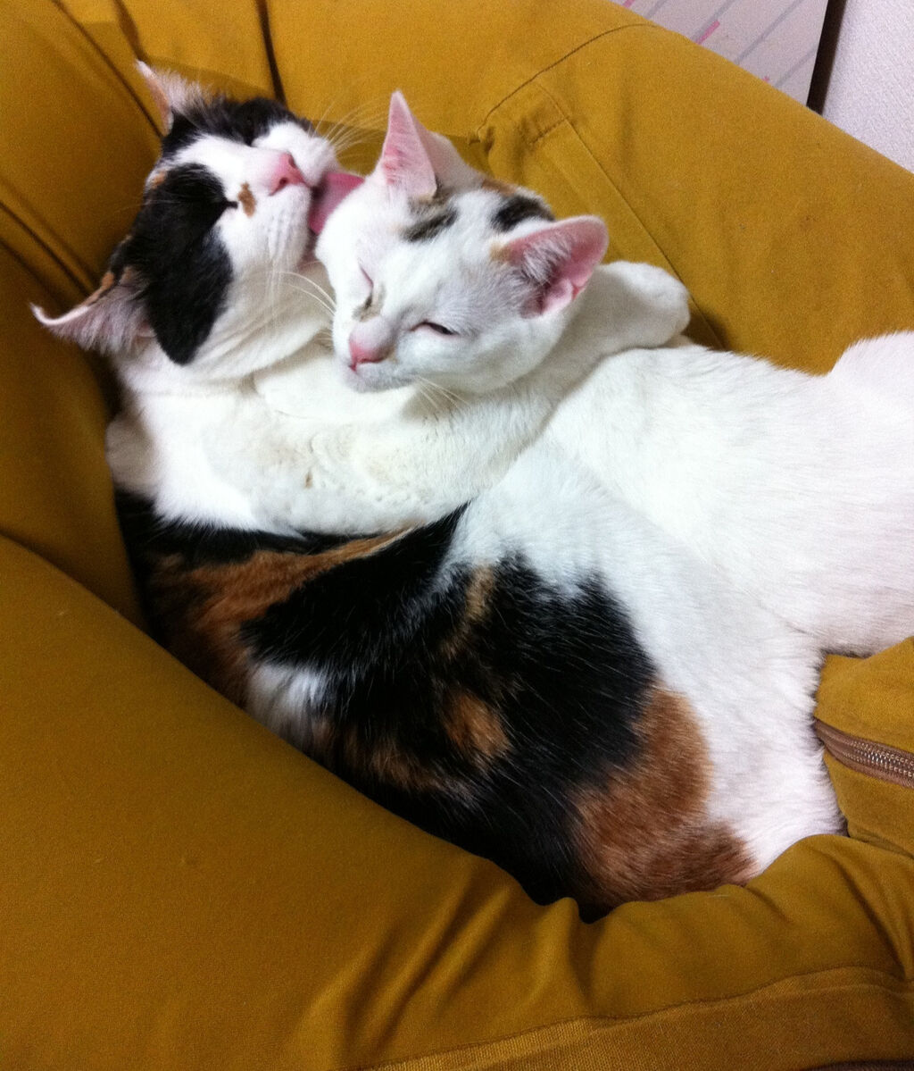 ねこ画像 抱き合って眠る猫さん達 ラブラブで羨ましいwww もっふるちゃんねる ねこ画像 抱き合って眠る猫さん達 ラブラブで羨ましいwww もっふるちゃんねる