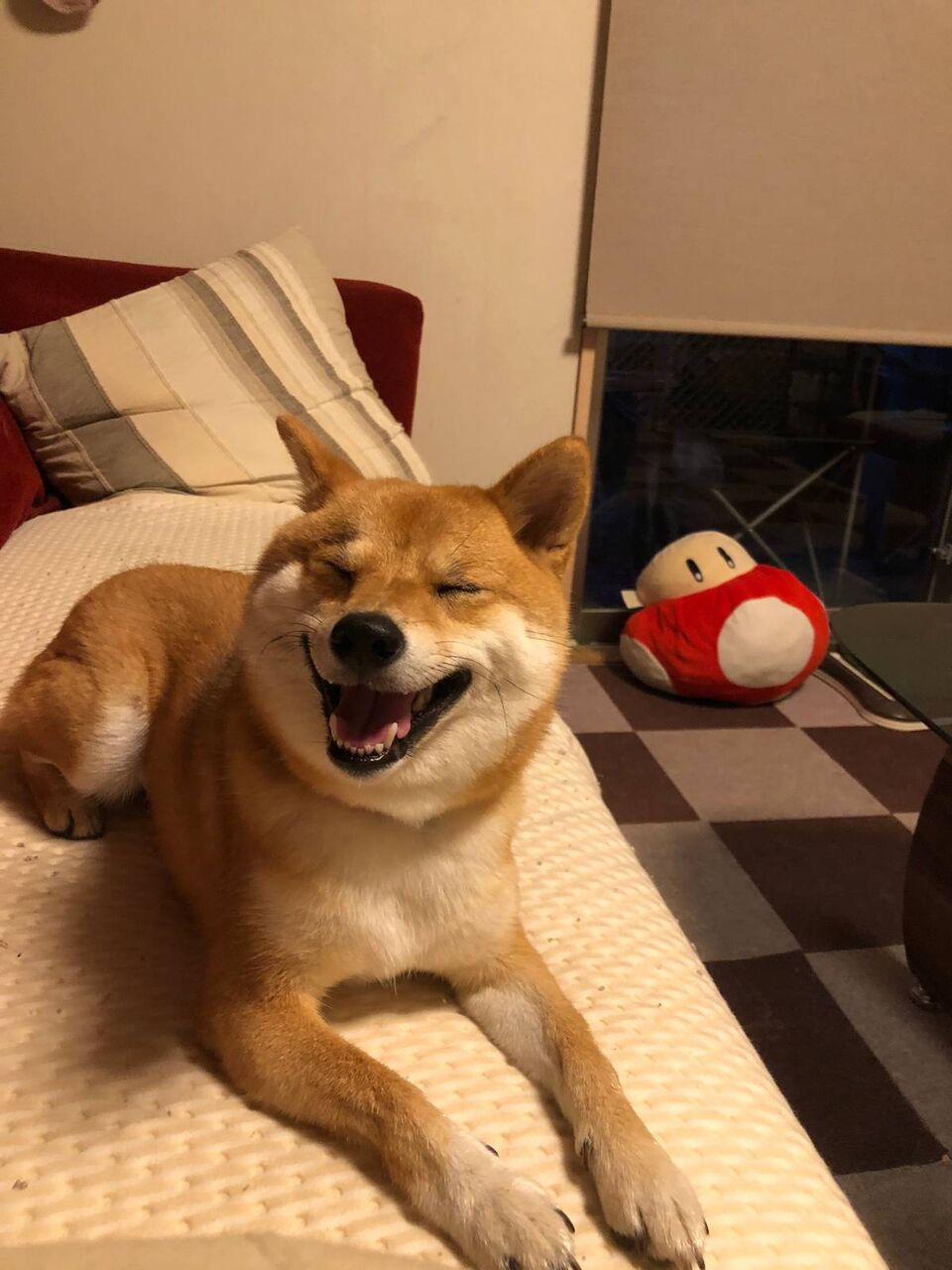 画像 柴犬さん兄弟 猫さんみたいな香箱座りをしてしまう 全員お揃いwww もっふるちゃんねる