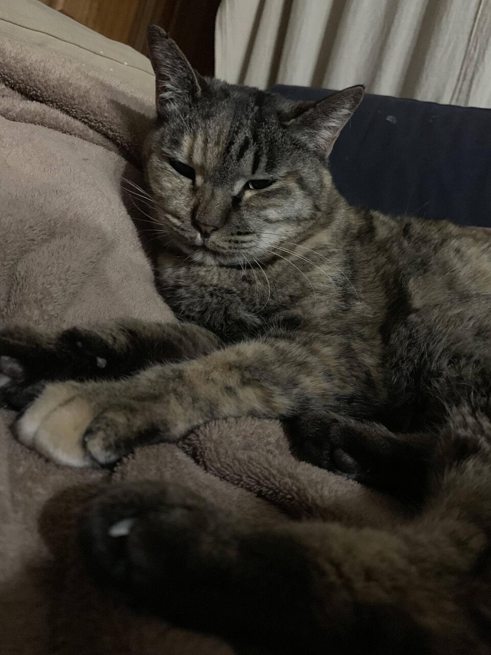 画像 ワイのネッコ かわいい キジサビちゃんやでwww もっふるちゃんねる