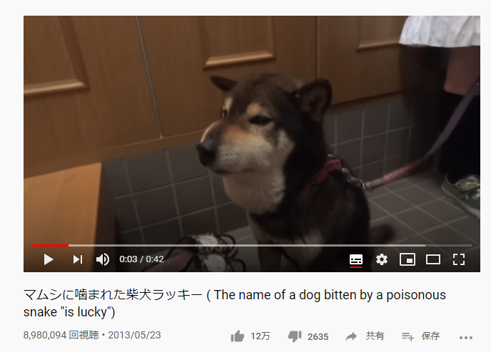 画像 柴イッヌさん マムシに噛まれてしまう 名前がラッキーなのにアンラッキー もっふるちゃんねる 画像 柴イッヌさん マムシに噛まれてしまう 名前がラッキーなのにアンラッキー もっふるちゃんねる