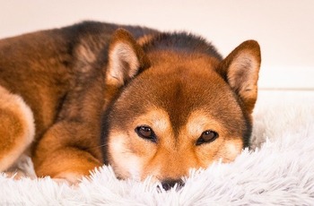 https://pixabay.com/ja/photos/柴犬-犬-子犬-ペット-動物-6735477/