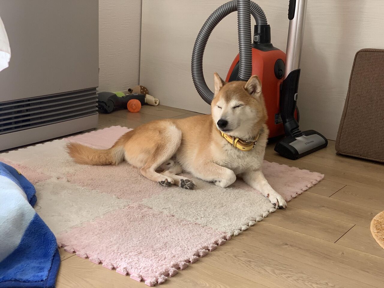 画像 わいの柴イッヌ かわいいwwww もっふるちゃんねる 画像 わいの柴イッヌ かわいいwwww もっふるちゃんねる