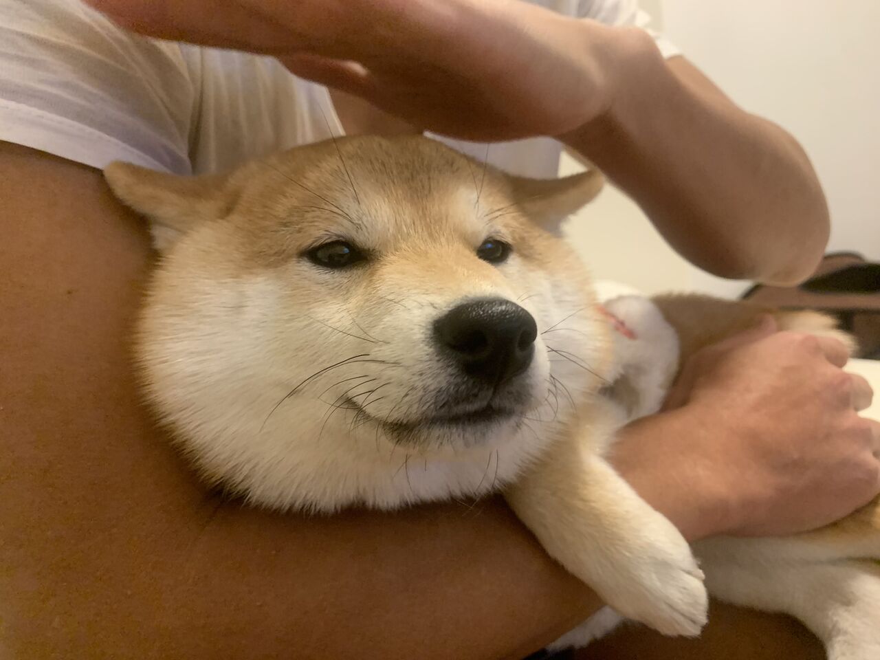 画像 柴犬とかいうかわヨ総本家wwww もっふるちゃんねる