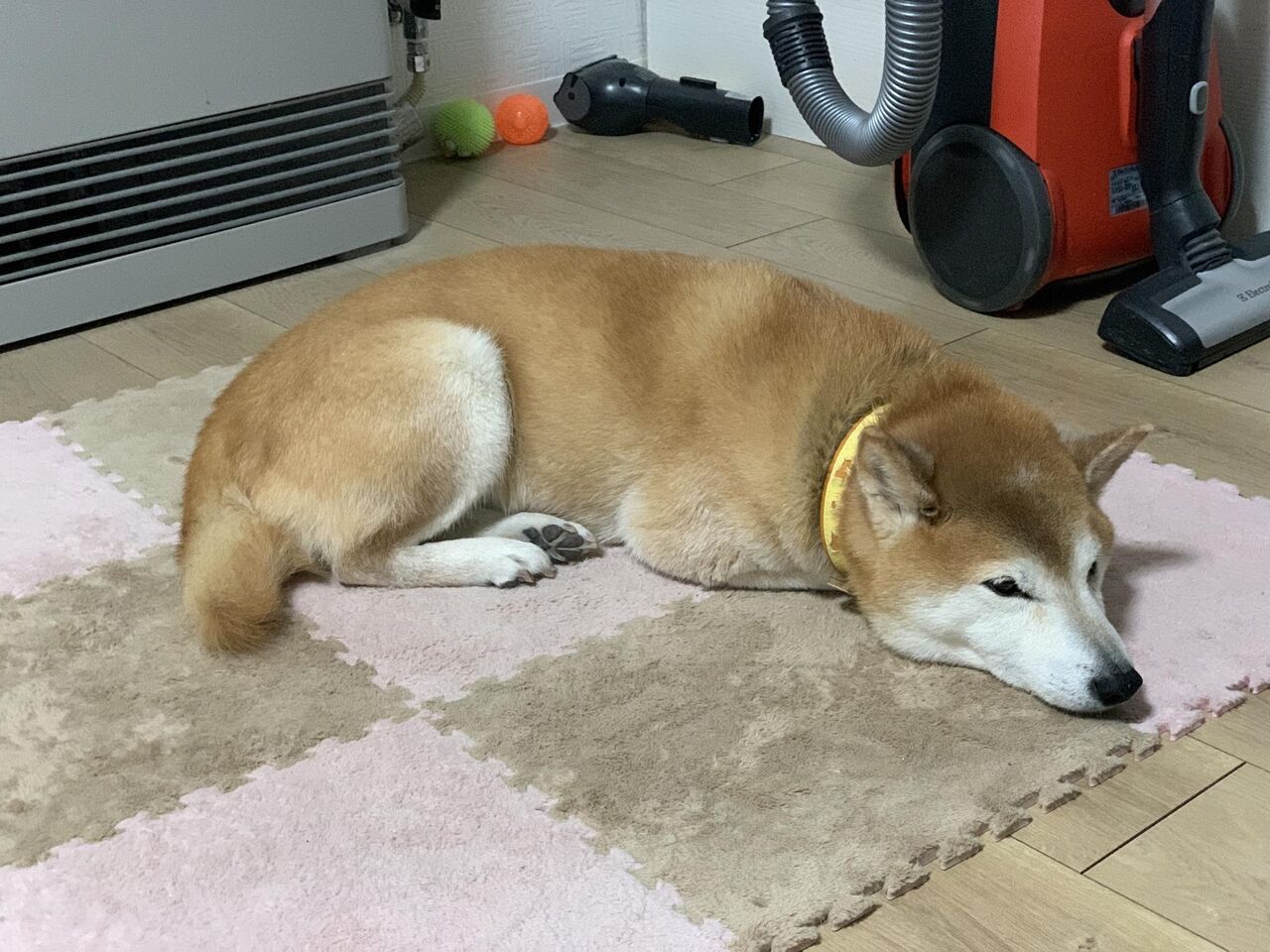 画像 わいの柴イッヌ かわいいwwww もっふるちゃんねる 画像 わいの柴イッヌ かわいいwwww もっふるちゃんねる