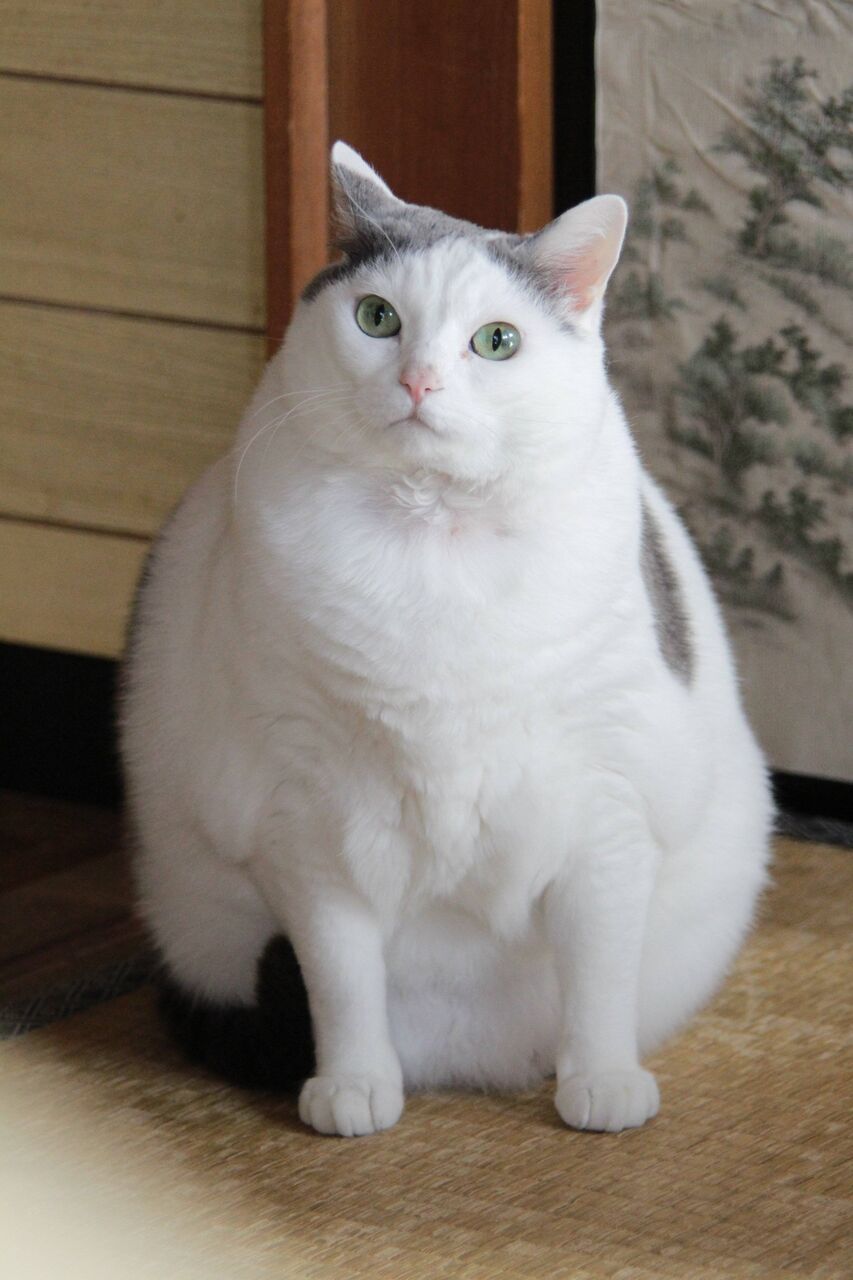 【画像】なんで猫って太ってても可愛いんだろうな もっふるちゃんねる 【画像】なんで猫って太ってても可愛いんだろうな もっふるちゃんねる