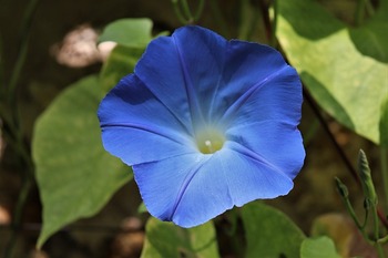 morning-glory-4487648_640