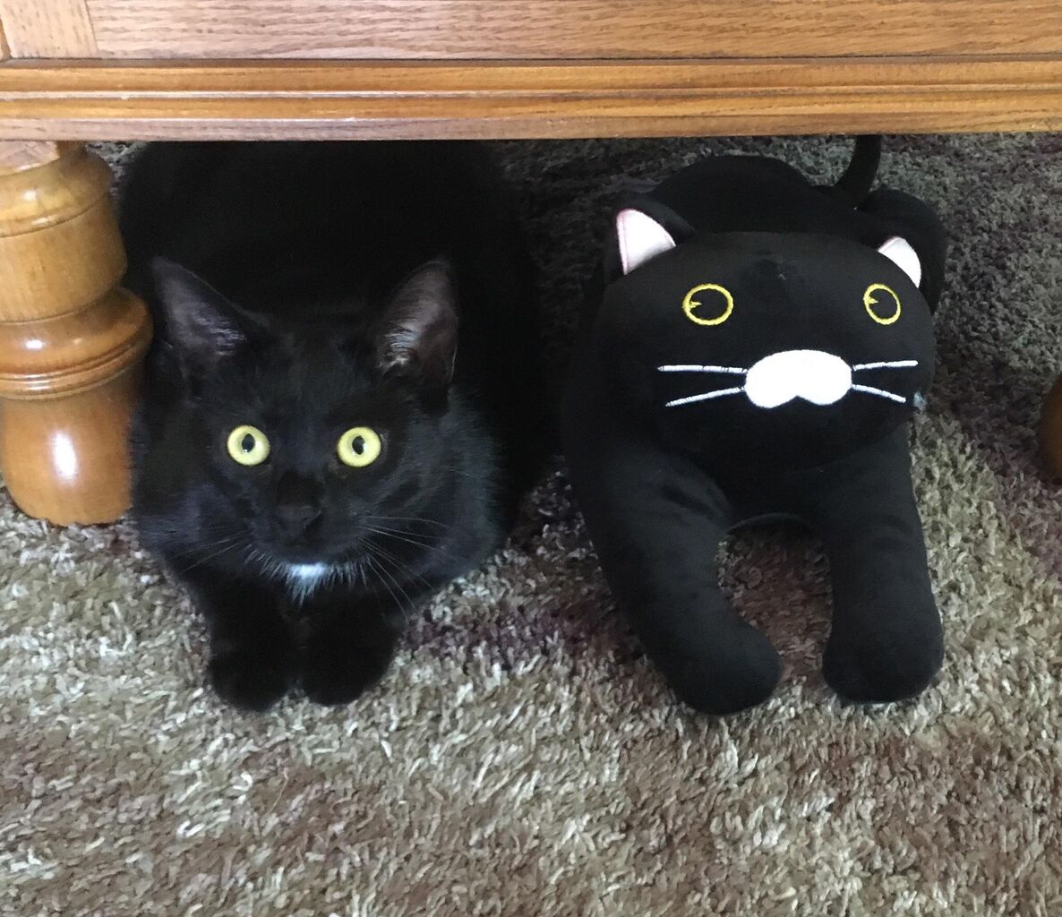 ねこ画像 背中にガッツリ守護霊がいる猫さんが発見されるwww もっふるちゃんねる ねこ画像 背中にガッツリ守護霊がいる猫さんが発見されるwww もっふるちゃんねる