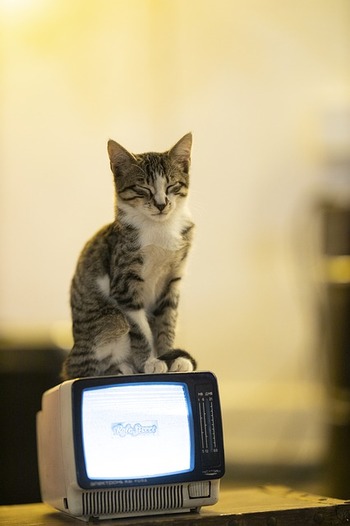 https://pixabay.com/ja/photos/猫-動物-テレビ-毛皮・革-4620349/