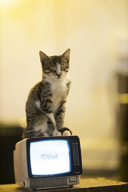 うちの猫は石油ストーブの上に乗って足を火傷したことがある もっふるちゃんねる うちの猫は石油ストーブの上に乗って足を火傷したことがある もっふるちゃんねる