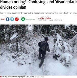 この画像 犬に見えるか逃げるおっさんに見えるかで心理状態がわかります もっふるちゃんねる