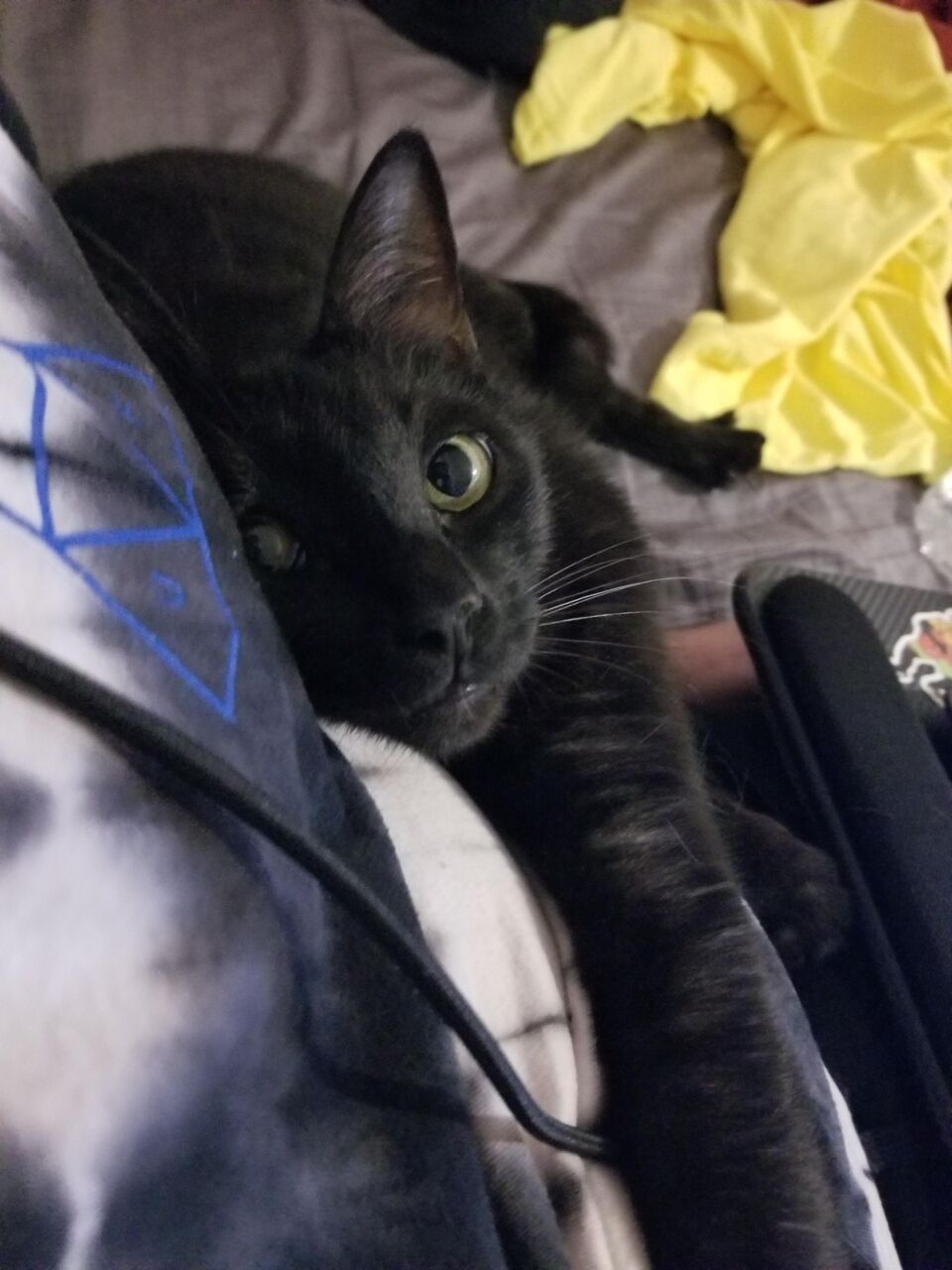 ねこ画像 背中にガッツリ守護霊がいる猫さんが発見されるwww もっふるちゃんねる ねこ画像 背中にガッツリ守護霊がいる猫さんが発見されるwww もっふるちゃんねる
