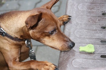 reh-pinscher-4119263_640