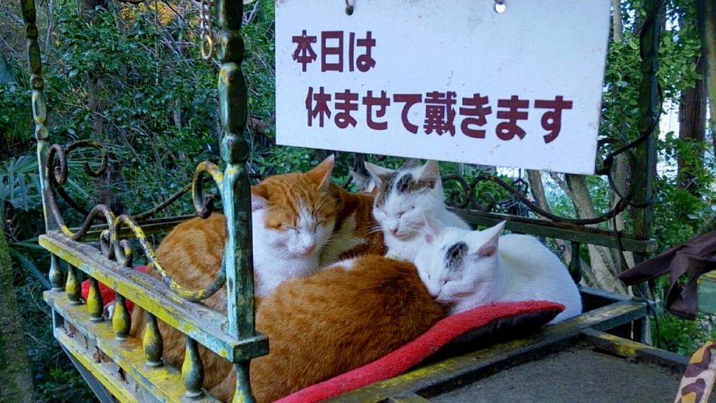 ねこ画像 本日は休ませて頂きます な猫さん達 どうぞゆっくりお休みくださいwww もっふるちゃんねる ねこ画像 本日は休ませて頂きます な猫さん達 どうぞゆっくりお休みくださいwww もっふるちゃんねる