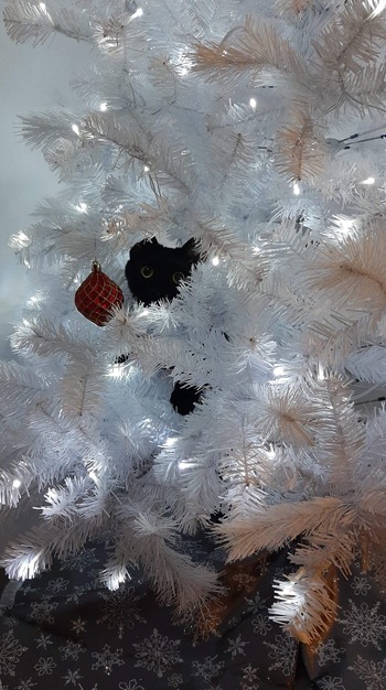 ねこ画像 綺麗なクリスマスの飾りを見上げる猫さん 夢見るような表情ですねwww もっふるちゃんねる