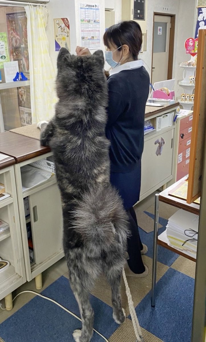 画像 秋田イッヌさん なんj民が想像するよりデカい 後頭部もモフモフwww もっふるちゃんねる